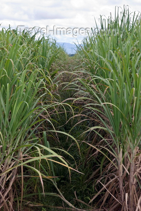 panama528: Aguadulce, Cocle province, Panama: sugar cane plantation - photo by H.Olarte - (c) Travel-Images.com - Stock Photography agency - Image Bank