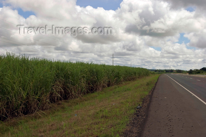 panama529: Aguadulce, Cocle province, Panama: Pan-American Highway going through a sugar cane plantation - Carretera Panamericana y caña de azúcar - photo by H.Olarte - (c) Travel-Images.com - Stock Photography agency - Image Bank