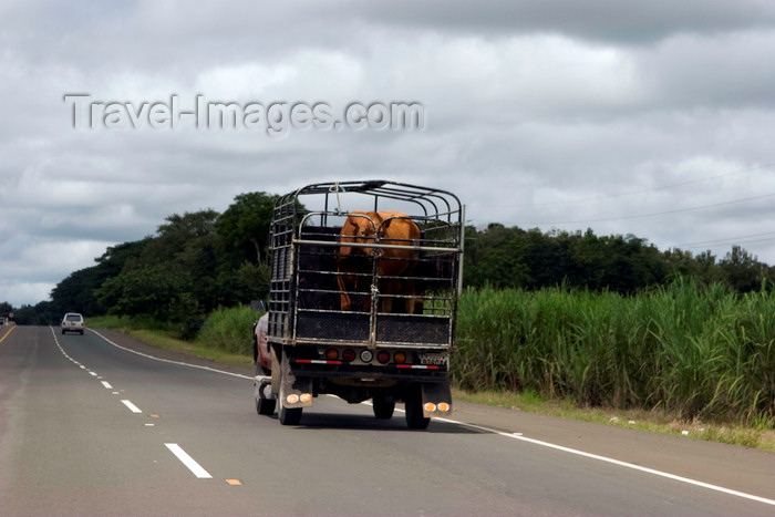 panama530: Aguadulce, Cocle province, Panama: a battered pick up truck carries a young bull -Pan-American Highway - Carretera Panamericana - photo by H.Olarte - (c) Travel-Images.com - Stock Photography agency - Image Bank