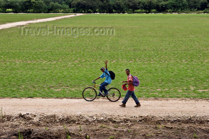 panama531: Aguadulce, Cocle province, Panama: plantation workers wave and smile for the camera - grass field - photo by H.Olarte - (c) Travel-Images.com - Stock Photography agency - Image Bank