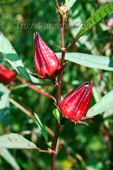 panama532: El Valle de Anton, Cocle province, Panama: flowers of a roselle plant, Hibiscus sabdariffa - photo by H.Olarte - (c) Travel-Images.com - Stock Photography agency - Image Bank