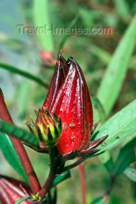 panama533: El Valle de Anton, Cocle province, Panama: flower of a roselle plant - the Caribean sorrel drink is made from sepals of the roselle - Hibiscus sabdariffa - photo by H.Olarte - (c) Travel-Images.com - Stock Photography agency - Image Bank