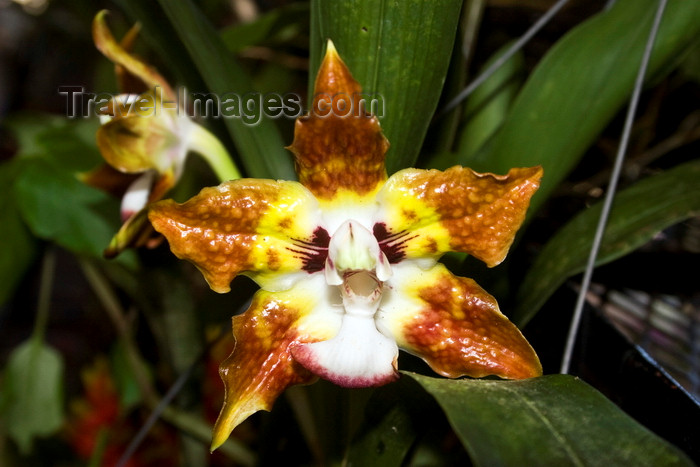 panama536: El Valle de Anton, Cocle province, Panama: Huntleya meleagris orchid, also known as Dotted-Like A Guinea Fowl or Avis meleagris - photo by H.Olarte - (c) Travel-Images.com - Stock Photography agency - Image Bank