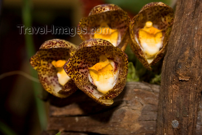 panama537: El Valle de Anton, Cocle province, Panama: Peristeria sp., probably pendula - photo by H.Olarte - (c) Travel-Images.com - Stock Photography agency - Image Bank