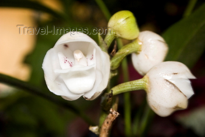 panama538: El Valle de Anton, Cocle province, Panama: Flor del Espiritu Santo, Holy Ghost Orchid, Peristeria elata - national flower of the Republic of Panama - photo by H.Olarte - (c) Travel-Images.com - Stock Photography agency - Image Bank