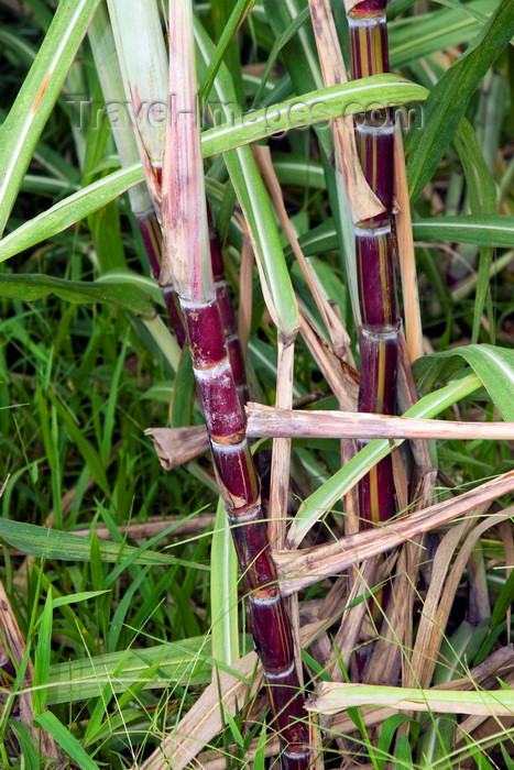 panama559: Anton, Cocle province, Panama: ripe sugarcane stem - Saccharum - photo by H.Olarte - (c) Travel-Images.com - Stock Photography agency - Image Bank