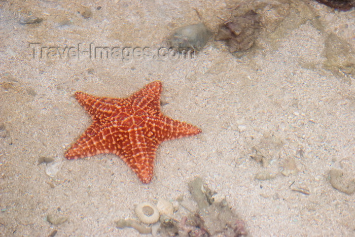 panama578: Galeta Island, Colón province, Panama: orange star fish, Smithsonian Tropical Research Institute, Galeta Point - photo by H.Olarte - (c) Travel-Images.com - Stock Photography agency - Image Bank