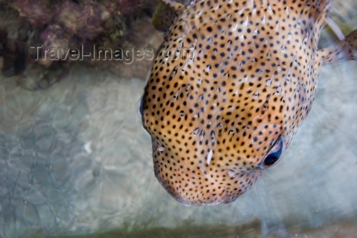 panama579: Galeta Island, Colón province, Panama: blowfish, Smithsonian Tropical Research Institute - STRI, Galeta Point - photo by H.Olarte - (c) Travel-Images.com - Stock Photography agency - Image Bank