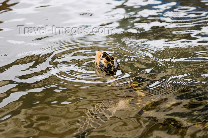 panama580: Galeta Island, Colón province, Panama: Hawksbill turtle, Eretmochelys imbricata imbricata, STRI, Galeta Marine Laboratory, Galeta Point - photo by H.Olarte - (c) Travel-Images.com - Stock Photography agency - Image Bank