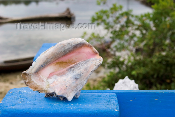 panama582: Galeta Island, Colón province, Panama: strombus gigas conch, Smithsonian Tropical Research Institute, Galeta Point - photo by H.Olarte - (c) Travel-Images.com - Stock Photography agency - Image Bank