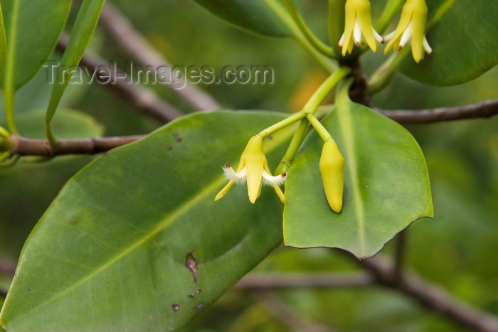 panama583: Galeta Island, Colón province, Panama: mangrove flower, Smithsonian Tropical Research Institute, Galeta Point - photo by H.Olarte - (c) Travel-Images.com - Stock Photography agency - Image Bank