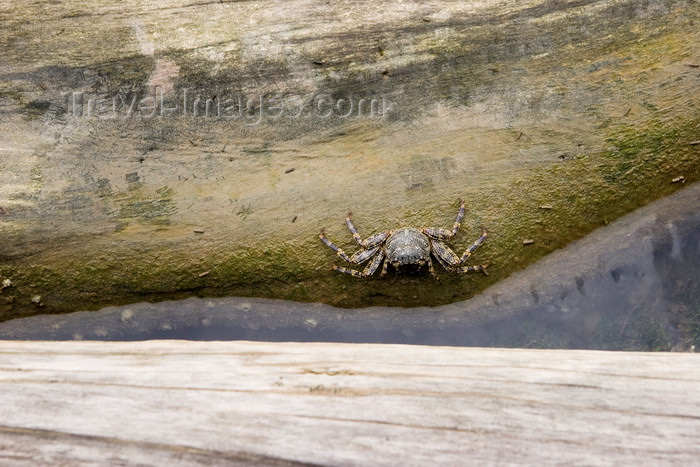 panama586: Galeta Island, Colón province, Panama: crab on a log, Galeta Point - photo by H.Olarte - (c) Travel-Images.com - Stock Photography agency - Image Bank