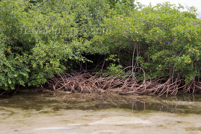 panama587: Galeta Island, Colón province, Panama: mangrove forest protecting the coast - Smithsonian Tropical Research Institute, Galeta Point - photo by H.Olarte - (c) Travel-Images.com - Stock Photography agency - Image Bank