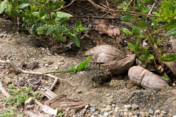 panama588: Galeta Island, Colón province, Panama: young iguana (Iguana iguana) entering a mangrove patch, Smithsonian Tropical Research Institute, Galeta Point - photo by H.Olarte - (c) Travel-Images.com - Stock Photography agency - Image Bank