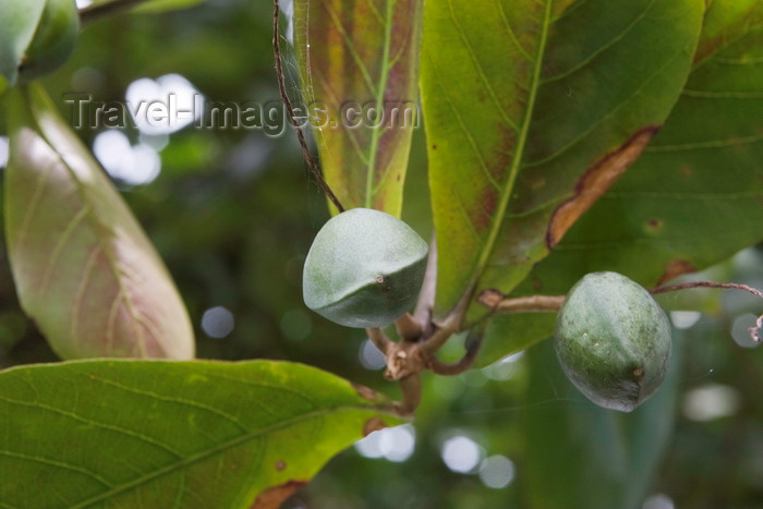 panama589: Galeta Island, Colón province, Panama: tropical almond, Terminalia catappa - photo by H.Olarte - (c) Travel-Images.com - Stock Photography agency - Image Bank