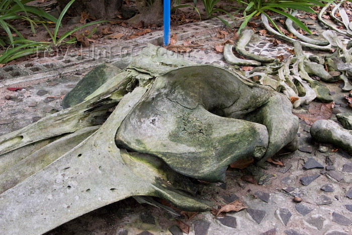 panama590: Galeta Island, Colón province, Panama: whale skeleton, Galeta Point, Smithsonian Tropical Research Institute - photo by H.Olarte - (c) Travel-Images.com - Stock Photography agency - Image Bank