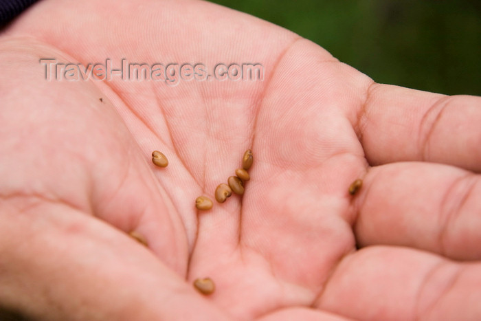 panama593: Galeta Island, Colón province, Panama: Frijolillo seeds on a hand - Crotalaria retusa - photo by H.Olarte - (c) Travel-Images.com - Stock Photography agency - Image Bank
