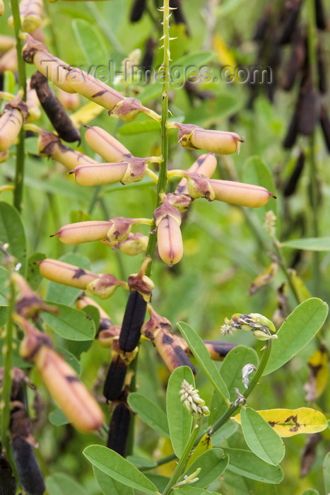 panama594: Galeta Island, Colón province, Panama: Frijolillo - toxic plant, Crotalaria retusa - Cachimbito - Cascabelillo - Yellow lupin - Devil bean - photo by H.Olarte - (c) Travel-Images.com - Stock Photography agency - Image Bank