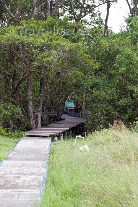 panama595: Galeta Island, Colón province, Panama:  boardwalk into the mangrove, Galeta Point, Smithsonian Tropical Research Institute - photo by H.Olarte - (c) Travel-Images.com - Stock Photography agency - Image Bank