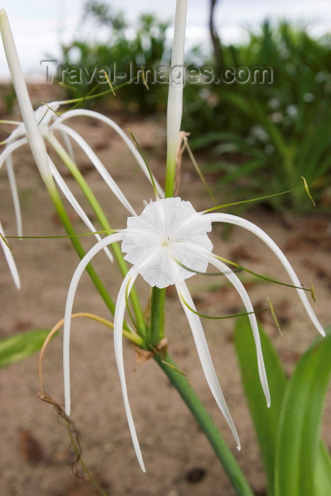 panama596: Galeta Island, Colón province, Panama: Spider Lily - Hymenocallis caribaea - bulbous perennial herb whose stamens unite in a characteristic corona - tropical flower - photo by H.Olarte - (c) Travel-Images.com - Stock Photography agency - Image Bank