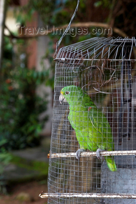 panama598: Santiago de Veraguas, Panama: green parrot on a makeshift cage - photo by H.Olarte - (c) Travel-Images.com - Stock Photography agency - Image Bank