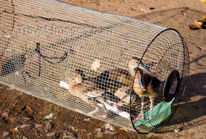 panama604: Santiago de Veraguas, Panama: young ducks for sale in a cage - El Mosquero public market - photo by H.Olarte - (c) Travel-Images.com - Stock Photography agency - Image Bank