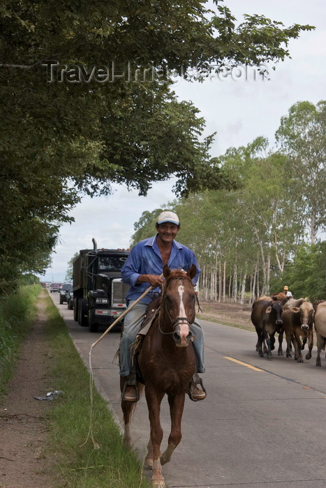 panama613: Herrera, Azuero, Los Santos province, Panama: a cowboy guiding a herd along the road - photo by H.Olarte - (c) Travel-Images.com - Stock Photography agency - Image Bank