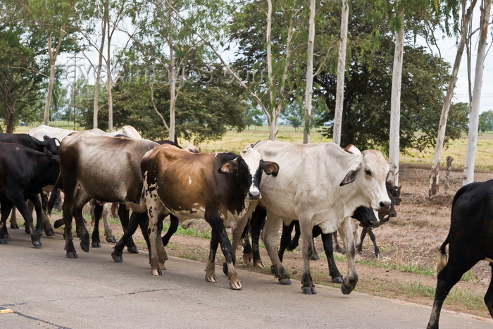 panama614: Azuero Peninsula, Los Santos province, Panama: a group of Panamania cowboys guide zebu cattle on the road that connects Divisa and Chitre - photo by H.Olarte - (c) Travel-Images.com - Stock Photography agency - Image Bank