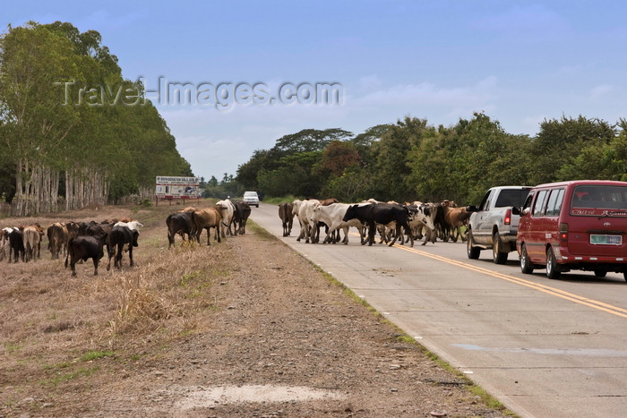 panama615: Herrera, Azuero, Los Santos province, Panama: stopping the traffic - cowboys guiding a group of cows to a new location - photo by H.Olarte - (c) Travel-Images.com - Stock Photography agency - Image Bank