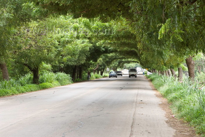 panama616: Azuero Peninsula, Los Santos province, Panama: this road has almost a ceiling made of trees making it look like a tunnel. - photo by H.Olarte - (c) Travel-Images.com - Stock Photography agency - Image Bank