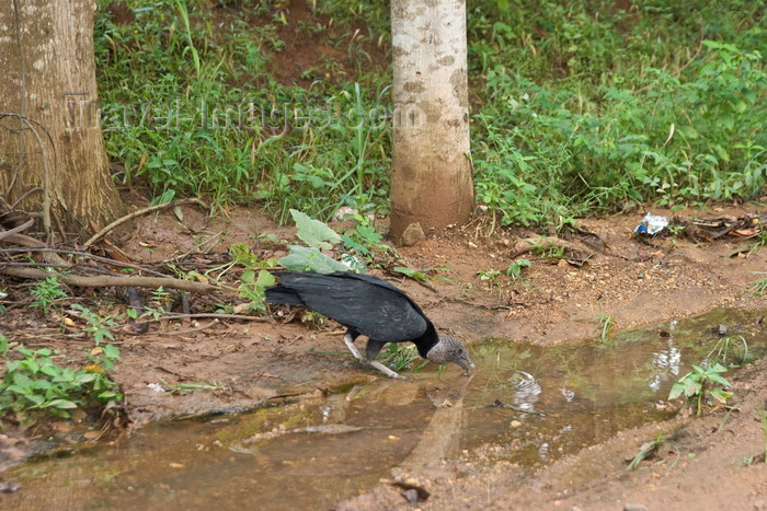 panama625: La Villa, Azuero, Los Santos province, Panama: American Black Vulture, Coragyps atratus drinking water at the road side - photo by H.Olarte - (c) Travel-Images.com - Stock Photography agency - Image Bank