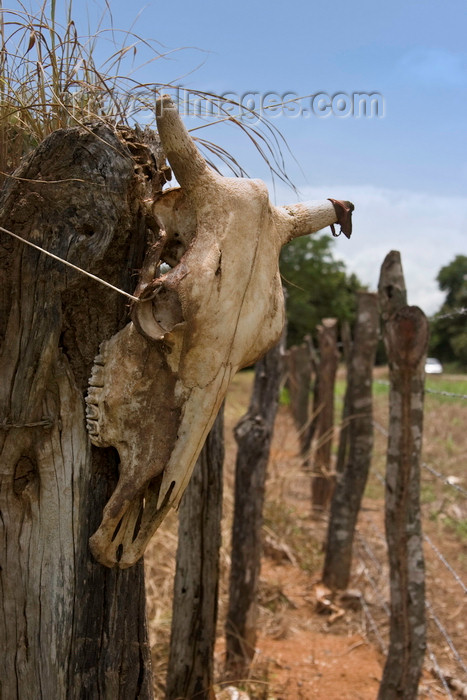 panama632: Herrera, Azuero Peninsula, Los Santos province, Panama: cow skull on a fence - photo by H.Olarte - (c) Travel-Images.com - Stock Photography agency - Image Bank
