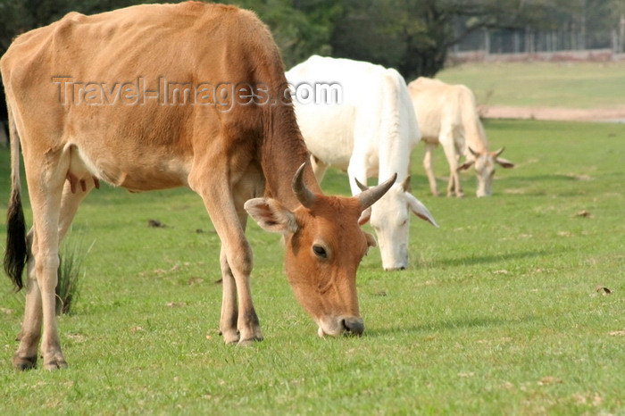 paraguay10: Villa Florida, Misiones department, Paraguay: cows grazing - free range cattle - photo by A.Chang - (c) Travel-Images.com - Stock Photography agency - Image Bank