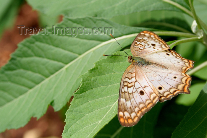 paraguay19: Paraguay - Asunción: butterfly on a leaf / mariposa en una hoja (photo by Andre Marcos Chang) - (c) Travel-Images.com - Stock Photography agency - Image Bank