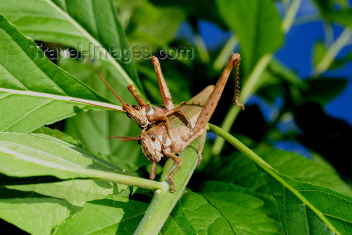 paraguay20: Paraguay - Asunción: pair of grasshoppers / saltamontes (photo by Andre Marcos Chang) - (c) Travel-Images.com - Stock Photography agency - Image Bank