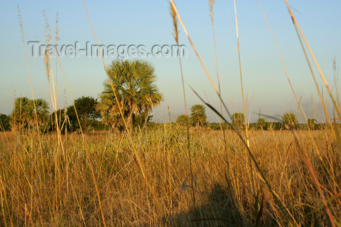 paraguay21: Paraguay - Presidente Hayes department: vegetation (photo by Andre Marcos Chang) - (c) Travel-Images.com - Stock Photography agency - Image Bank