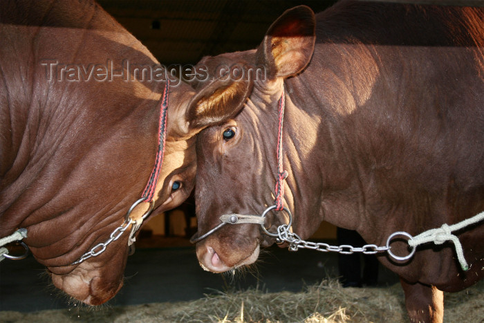 paraguay23: Paraguay - Colonia Mariano Roque Alonso - Departamento Central: cow - Senangus breed / vacas (photo by Andre Marcos Chang) - (c) Travel-Images.com - Stock Photography agency - Image Bank