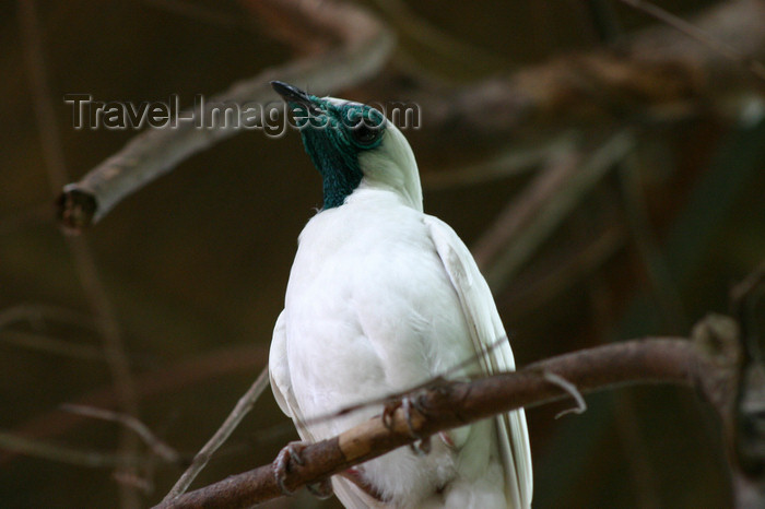 paraguay25: Paraguay - Asunción - bare-throated bellbird - Paraguay's national bird - Procnias nudicollis - Pájaro Campana - photo by Amadeo Velazquez - Pájaro Campana. El pájaro campana está en peligro crítico de extinción. En Paraguay, su supervivencia está seriame - (c) Travel-Images.com - Stock Photography agency - Image Bank