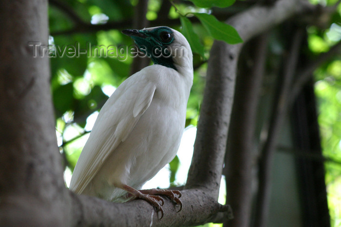 paraguay26: Paraguay - Asunción - bare-throated bellbird on a branch - Procnias nudicollis - Pájaro Campana - photo by Amadeo Velazquez - Pájaro Campana. El pájaro campana está en peligro crítico de extinción. En Paraguay, su supervivencia está seriamente comprometid - (c) Travel-Images.com - Stock Photography agency - Image Bank