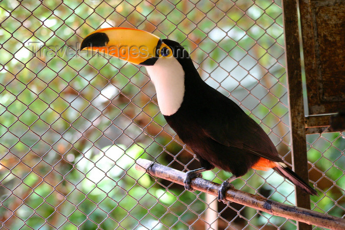 paraguay27: Paraguay - Asunción - Toucan in a cage - photo by Amadeo Velazquez - Los tucanes se estudian en la familia Ramphastidae. Estas aves son naturales de las Américas y en su mayoría habitan en las selvas tropicales. La ubicación se extiende desde el sur de Mé - (c) Travel-Images.com - Stock Photography agency - Image Bank