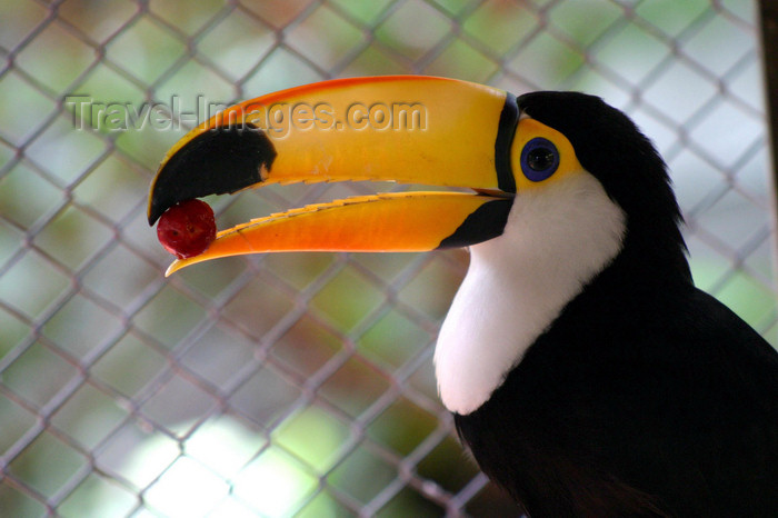 paraguay28: Paraguay - Asunción - Toucan with a fruit in its bill - photo by Amadeo Velazquez - Los tucanes se estudian en la familia Ramphastidae. Estas aves son naturales de las Américas y en su mayoría habitan en las selvas tropicales. La ubicación se extiende des - (c) Travel-Images.com - Stock Photography agency - Image Bank