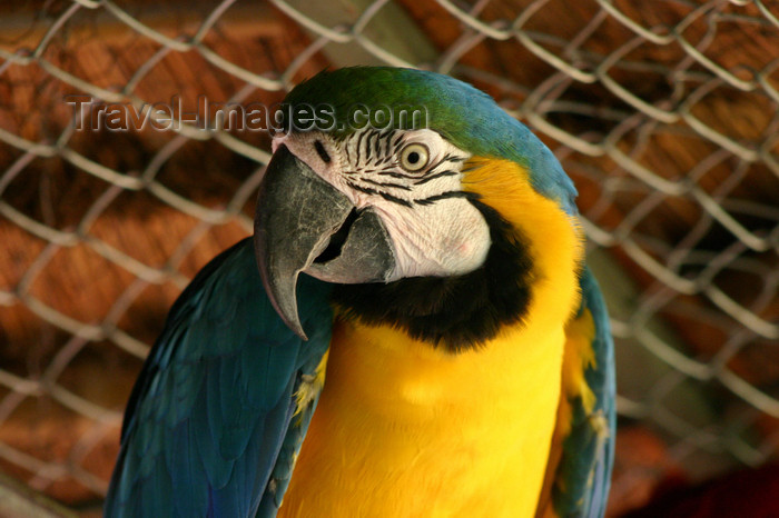 paraguay29: Paraguay - Asunción - yellow and green parrot - close up - photo by Amadeo Velazquez - Inteligentes y parlanchines, los Papagayos pertenecen a la familia Psittacidae, juntamente con los Guacamayos, los Agapornis, Cacatúas, Calopsitas, Roselas, Ring-Necks, - (c) Travel-Images.com - Stock Photography agency - Image Bank