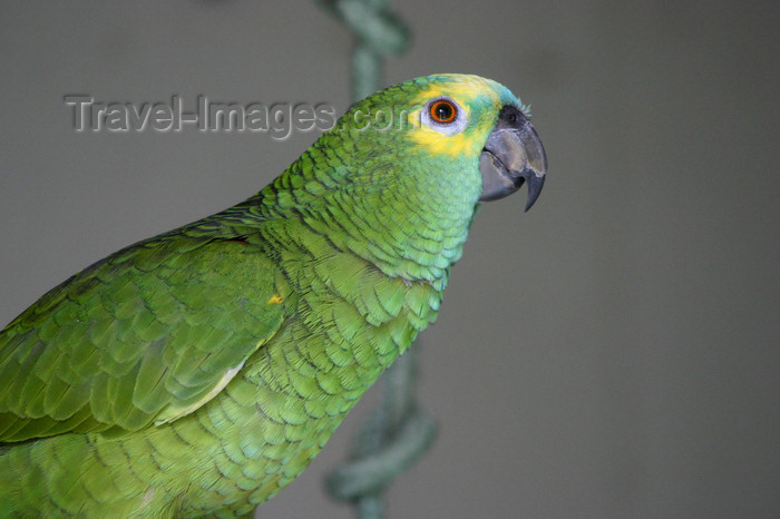 paraguay30: Paraguay - Asunción - green parrot - photo by Amadeo Velazquez - Loro es el nombre común que se aplica a unas 340 especies de aves de brillante colorido que incluye entre otros a cacatúas, loritos, agapornis, guacamayos y periquitos. El loro imita el habl - (c) Travel-Images.com - Stock Photography agency - Image Bank