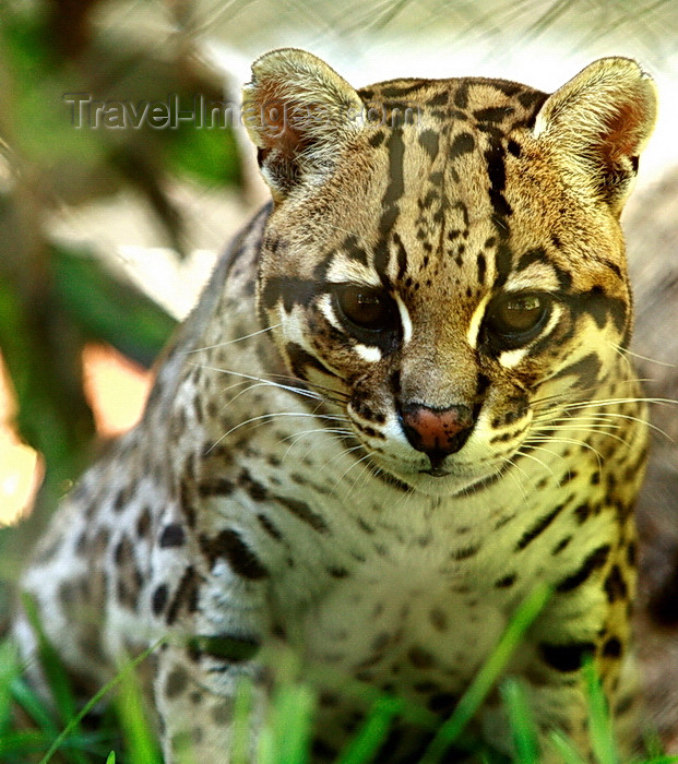 paraguay63: Asunción, Paraguay: Ocelot, Leopardus pardalis - aka Painted Leopard, McKenney's Wildcat, Jaguarete, Cunaguaro, Manigordo - Asunción zoo - photo by A.Chang - (c) Travel-Images.com - Stock Photography agency - Image Bank