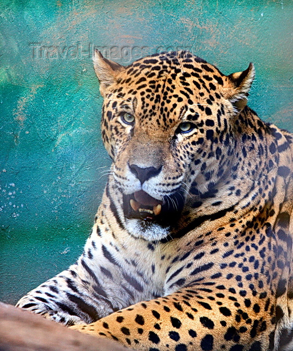 paraguay64: Asunción, Paraguay: Jaguar, Panthera onca - the largest feline in the Western Hemisphere - Asunción zoo - photo by A.Chang - (c) Travel-Images.com - Stock Photography agency - Image Bank