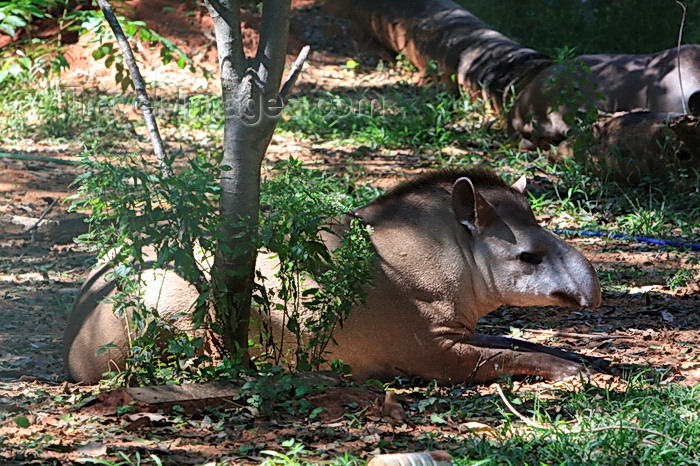 paraguay65: Asunción, Paraguay: South American Tapir in the shade - Tapirus terrestris - Anta - Asunción zoo - photo by A.Chang - (c) Travel-Images.com - Stock Photography agency - Image Bank