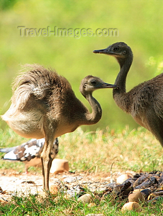 paraguay66: Asunción, Paraguay: young Nandus, Rhea americana - males incubate the eggs and care for the chicks - Asunción zoo - photo by A.Chang - (c) Travel-Images.com - Stock Photography agency - Image Bank