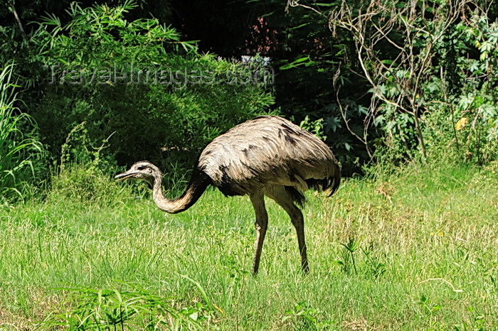 paraguay67: Asunción, Paraguay: Nandu, Rhea americana in the grass - the largest bird in the Americas - ema - Asunción zoo - photo by A.Chang - (c) Travel-Images.com - Stock Photography agency - Image Bank