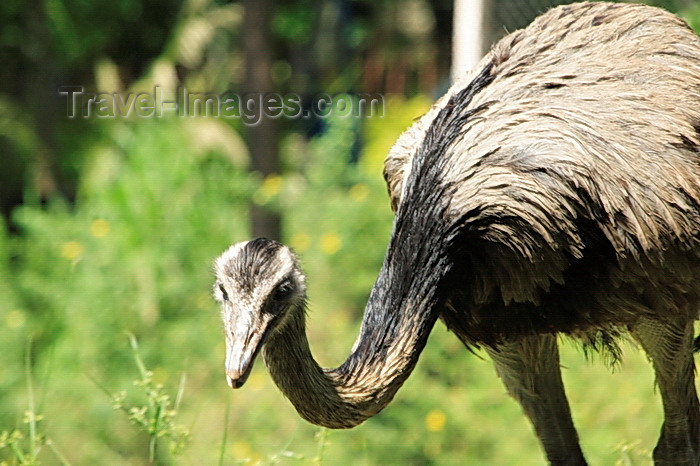 paraguay68: Asunción, Paraguay: Nandu, Rhea americana - head and long neck - Asunción zoo - photo by A.Chang - (c) Travel-Images.com - Stock Photography agency - Image Bank