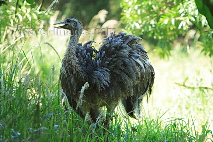 paraguay69: Asunción, Paraguay: Nandu, Rhea americana - flightless bird, with unkeeled sternum - Asunción zoo - photo by A.Chang - (c) Travel-Images.com - Stock Photography agency - Image Bank